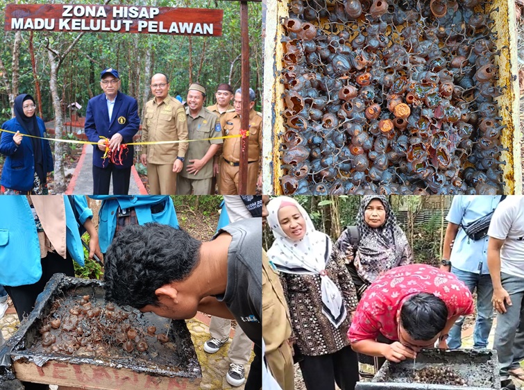 Hisap Madu Kelulut